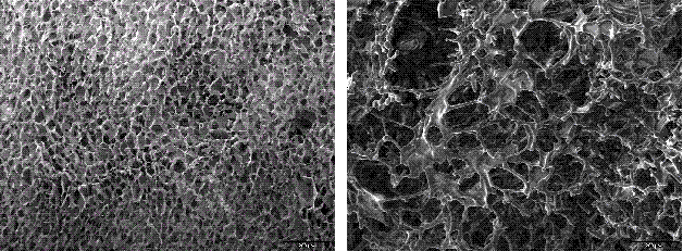 Figure 2 SEM pictures of the inner cake morphology of lyophilised sucrose solutions when processed either above (left) and below (right) Toc. Maintaining the product temperature above Toc during primary drying resulted in viscous flow of the porous excipient matrix