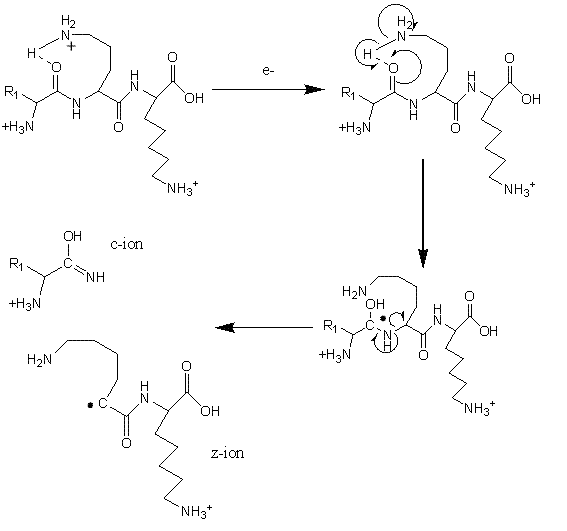 FIGURE 3Mechanism of fragmentation during Electron Transfer Dissociation