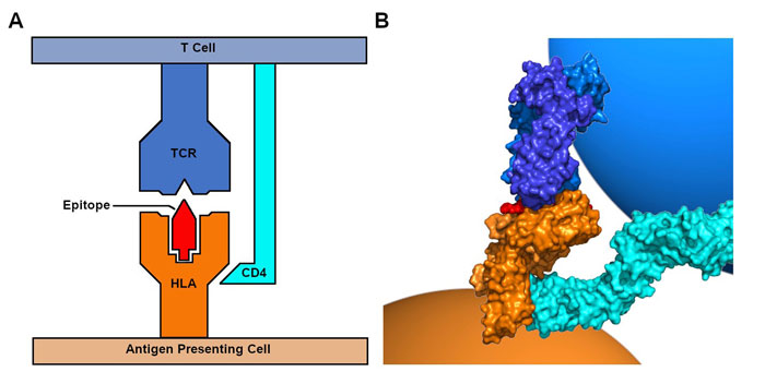 Figure 1 - HLA image