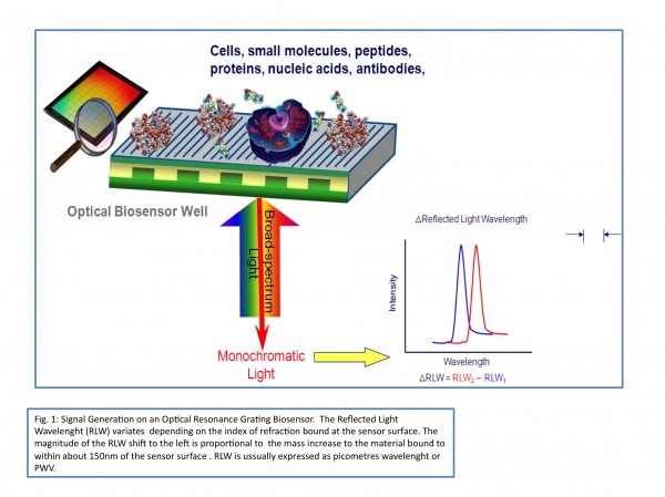 Figure 1 Signal generation on an Optical Resonance Grating Biosensor. The Reflected Light Wavelength (RLW) variates depending on the index of refraction bound at the sensor surface. The magnitude of the RLW shift to the left is proportional to the mass increase to the material bound to within about 150 nm of the sensor surface. RLW is usually express as picometres wavelength or PWV.