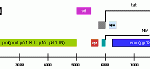 Figure 1 The HIV-1 genome