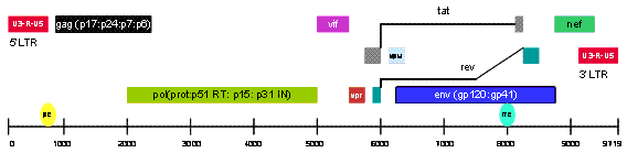 Figure 1 The HIV-1 genome