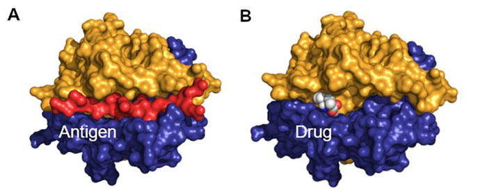 Figure 2 - inhibitor blocking antigens