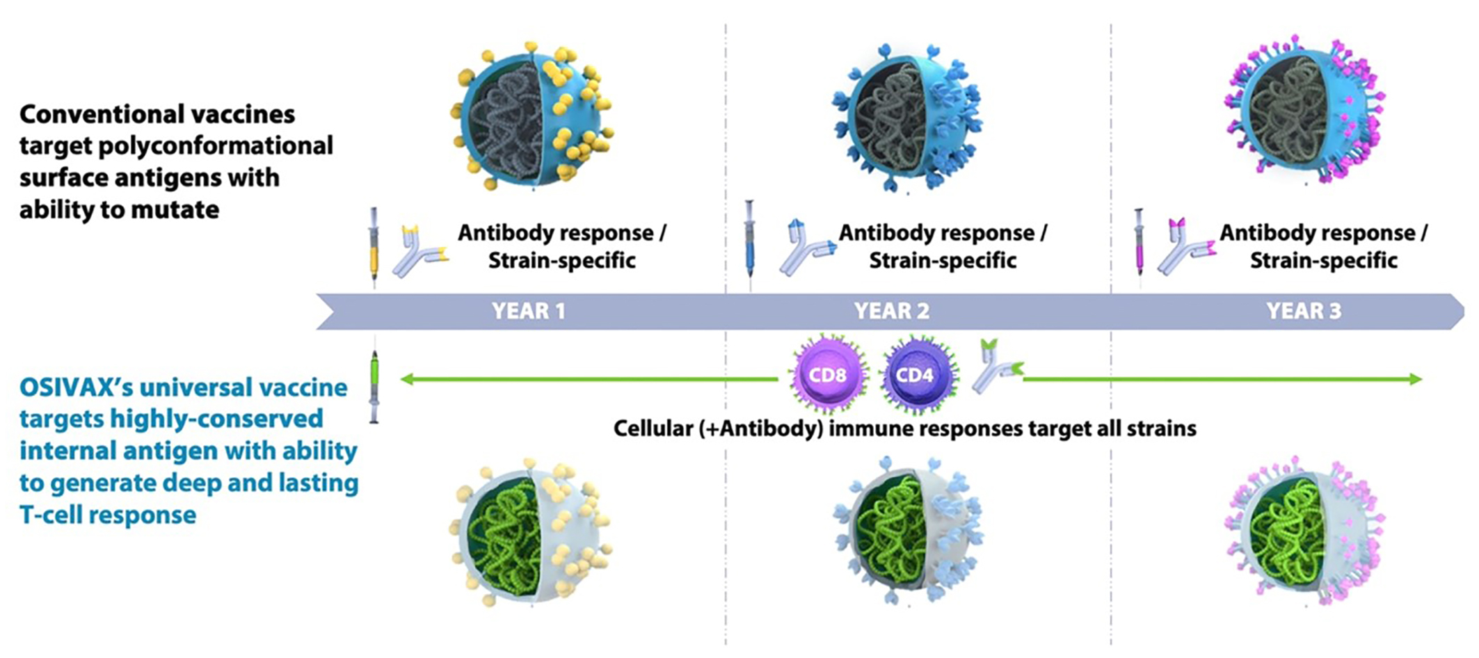 Figure 2: Osivax’ innovative oligoDOM® technology, an improved self-assembling nanoparticle approach, targeting internal and invariant parts of viruses2