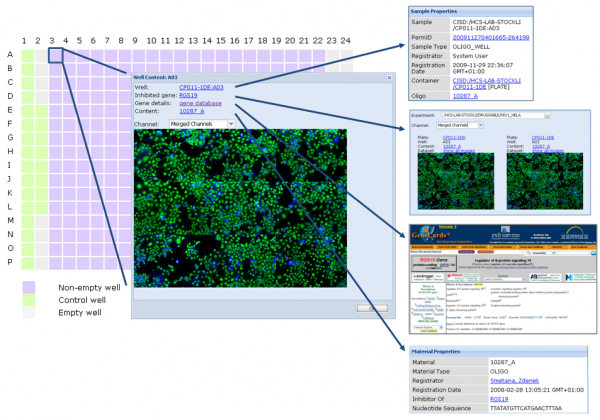 Figure 2 HCS metadata and data are linked which allows drill-in to detail information as needed. In this example, the user starts with a plate layout, from there looks at the images for one well, learns about what gene the well is connected to, gets more information about this gene from GeneCards and asks for an overview of other images measured where the same gene is suppressed