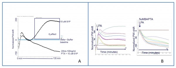 Figure 2 Optical signatures for two G-protein coupled receptors A: S1P (Sphingosine 1 Phosphate) signalling in HEK 293 MSRII (Human Embryonic Kidney) cell line with and without pertussi toxin pre-incubation. S1P is mediated by Gi pathway between 60 – 120 minutes after challenge addition B: Dose-response and blockage of LPA (Lisophospatidic Acid) in RBL (Rat Basophilic Leukemia) wild type cell line. The profile elicited by LPA is due to Gq pathway. Interestingly, blocking of Gq pathway by 5uM BAPTA reveals potential underlying signalling