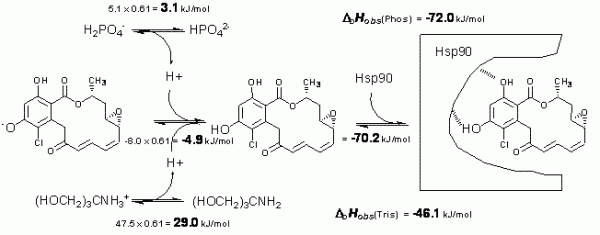 Figure 3 Schematic depiction of linked protonation events occurring in aqueous buffer solution upon radicicol binding to Hsp90 at pH 8.0. Top left numbers evaluate enthalpic contribution of n = 0.61 proton deprotonation from phosphate. Top right number shows the observed enthalpy in phosphate. Middle left number is the determined enthalpy of radicicol protonation. The right middle number is the determined intrinsic binding enthalpy. Lower numbers are the observed enthalpies in tris buffer