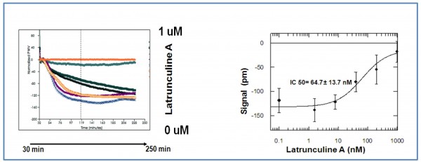 Figure 4 Dose-response effect of Latrunculine A on HEK 293 wt cell line challenged by 30uM nicotine. Nicotine response is blocked by actine depolymerisation in a dose-dependent manner (IC 50 = 65nM). It proves that observed changes in cellular refraction index are caused by intra-cellular cytoskeleton rearrangements