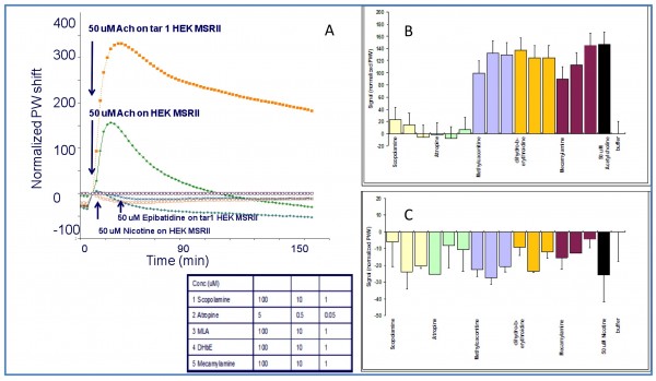 Figure 5 Panel Ashows the optical signature registered in both the HEK 293 wt and the HEK 293 α4β2 transfected cell line upon acetylcholine, nicotine and epibatidine (a potent nicotinic agonist) challenge. Panels B and C show blocking experiments for both the ACh (B) and Nicotinic (C) induced signal in HEK 293 wt cell line. It can be observed that the ACh signal is fully blocked by muscarinic antagonist like scopolamine and atropine, but not by methyllicaconitine (MLA), mecamylamine and dihydro-beta-erythroidine (DHbE) some well known nicotinic blockers (Panel B). In addition to that, the nicotinic response in panel C is just partially blocked by high concentrations of muscarinic antagonists like atropine or scopolamine but fully blocked by mecamylamine. Besides that, the relative blocking of mecamylamine / scopolamine is six-fold higher against the nicotine induced signal than against the ACh induced signal