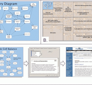 Figure 1 Overview of DILI-sim A. Schematic overview of the key biological processes represented in DILI-sim B. Overview of different modules within DILI-sim. Each module is itself a model that captures a specific area of relevant biology, pharmacology and metabolism. This modular approach to DILI-sim allows the overall model to be built in manageable, testable pieces C. Knowledge management aspects of DILI-sim. Under each of the models, the supporting evidence is explicitly captured and hence the model acts as a highly structured knowledge repository