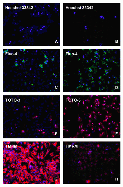 Figure 1 High content screening analysis of HepG2 cells stained under control (A,C,E,G), or 24 (B,D,F) and 72 (H) h incubations with 10-6 / 10-5 M doxorubicin with different fluorescent probes, i.e.. Hoechst 33342, Fluo-4, TOTO-3 and TMRM