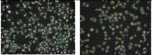 Figure 2 In vitro micronucleus test with CHO-K1 cells under control conditions (A) and in the presence of 10-5 M Taxol (B), showing the identification of many mononucleated (yellow) and binucleated cells (green) as well as many micronuclei ( pink)