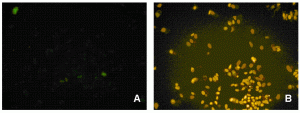 Figure 3 Control (A) and activated (B) status of the p53 protein in CHO-K1 cells
