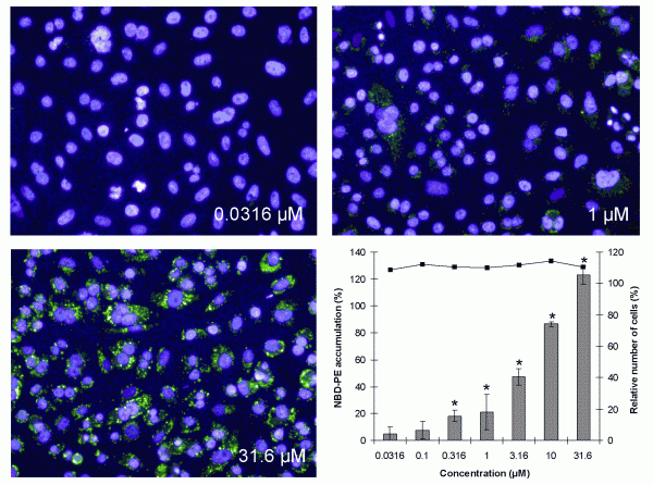 Figure 4 Visual accumulation of NBD-PE in CHO-K1 cells after exposure to 0.0316, 1 and 31.6 μM of imipramine and by calculation of the NBD-PE intensity, showing cell death (solid line) and percentage of fluorescence of NBD-PE compared with the effect of the positive control, 3.16 μM Amiodarone, set at 100 per cent (gray bars) ± SEM. *=significant induction of phospholipidosis (P<0.025)