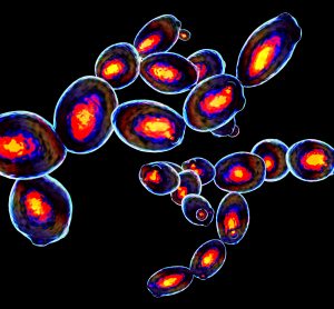 Yeast cells coloured in the style of flow cytometry - each colour represents a different molecular or compound composition