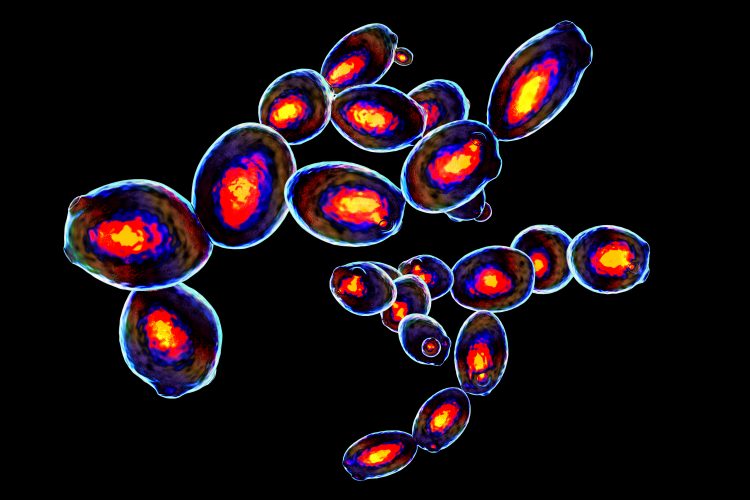 Yeast cells coloured in the style of flow cytometry - each colour represents a different molecular or compound composition