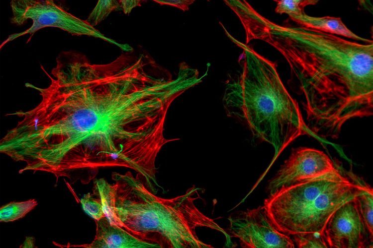 fluorescent cell imaging