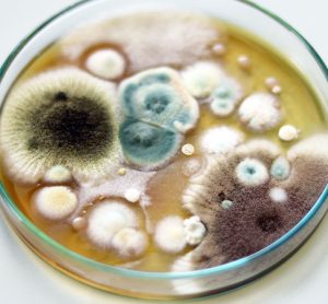 fungus in petri dish