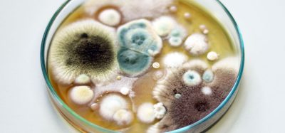 fungus in petri dish