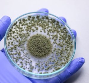 Identifying origin of fungi in cleanrooms