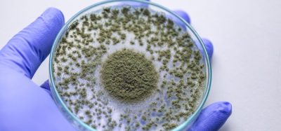 Identifying origin of fungi in cleanrooms