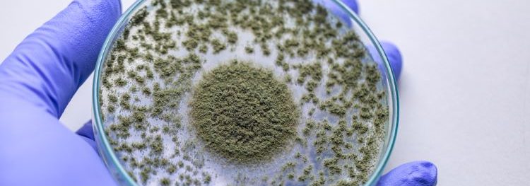 Identifying origin of fungi in cleanrooms