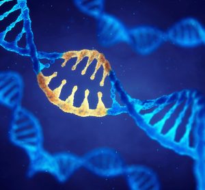 DNA double helix in blue with a specific region (gene) highlighted in yellow - idea of gene therapy