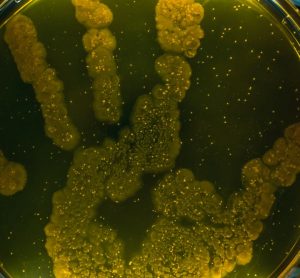 Bacterial on a petri dish growing in the shape of a hand print