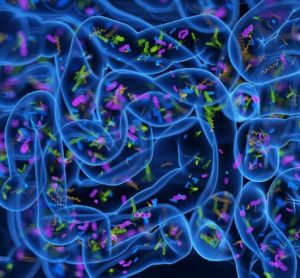 Gut microbiome key in Parkinson’s, suggests study