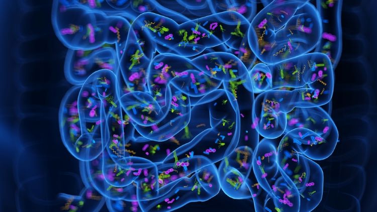 Gut microbiome key in Parkinson’s, suggests study