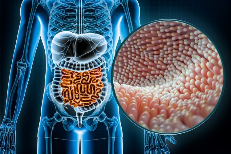 gut-microbiome