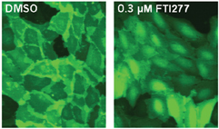 Figure 2: U-2 OS cells expressing a GFP reporter for protein prenylation. The cells were treated either with DMSO as a control (A) or 0.3 µM FTI277, a farnesyltransferase inhibitor (B). The GFP reporter localised mainly in the plasma membrane in untreated cells. FTI277 prevents prenylation of the reporter and thereby causes a cytosolic localisation of the reporter. The image analysis software quantifies the localisation of GFP, by measuring the distance of the peak intensity of GFP from the nucleus.