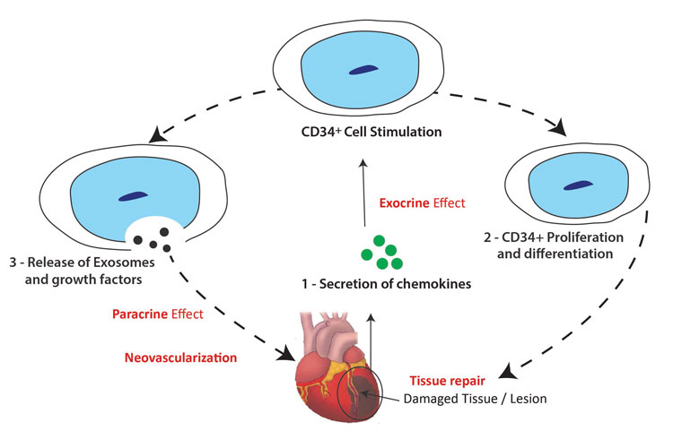 Figure demonstrating how cells proliferate after heart failure, illustrating potential of cell-based therapies