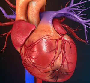 image of heart
