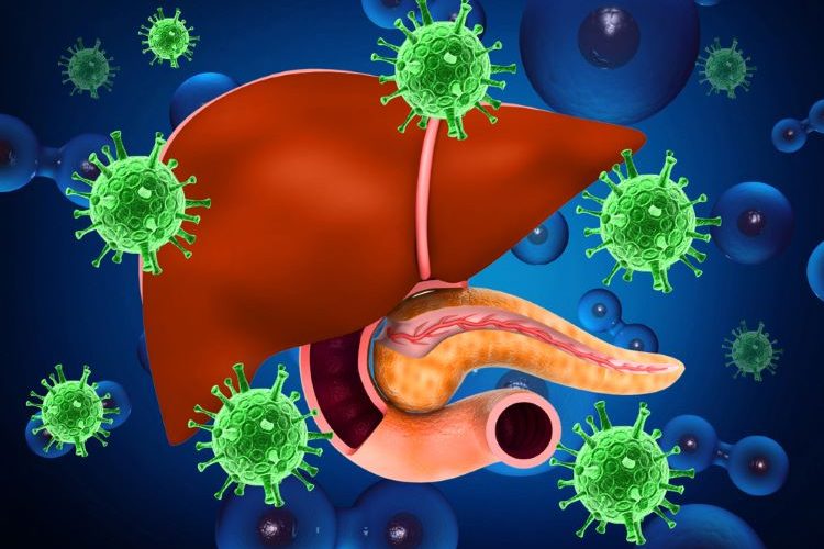 Three dimensional illustration of liver organ being attacked by hepatitis viruses