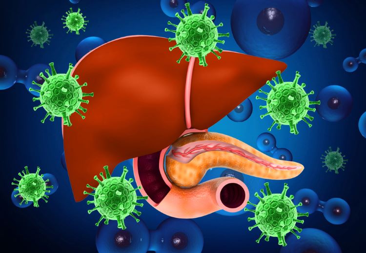 Three dimensional illustration of liver organ being attacked by hepatitis viruses