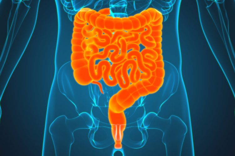 3D illustration of the small and large intestines (highlighted in orange) within the human abdomen - idea of inflammatory bowel diseases such as Crohn's disease or Ulcerative Colitis