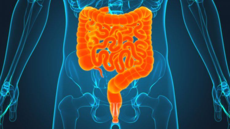 3D illustration of the small and large intestines (highlighted in orange) within the human abdomen - idea of inflammatory bowel diseases such as Crohn's disease or Ulcerative Colitis