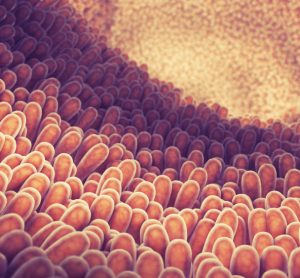 3 dimensional illustration of intestine lining and villi