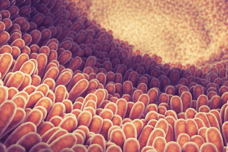 3 dimensional illustration of intestine lining and villi