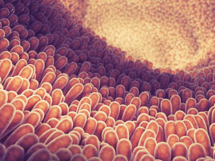 3 dimensional illustration of intestine lining and villi