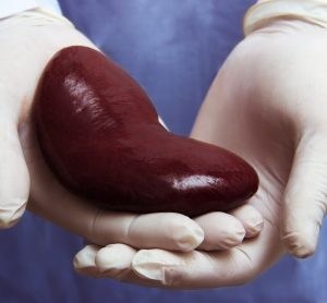 kidney on gloved hand