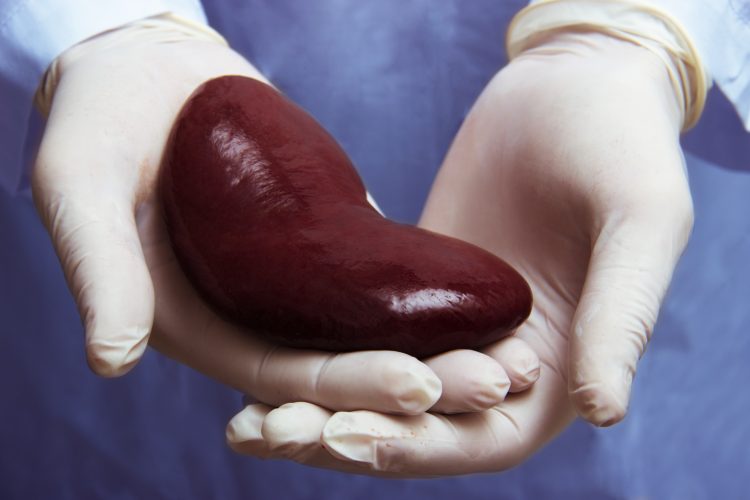 kidney on gloved hand