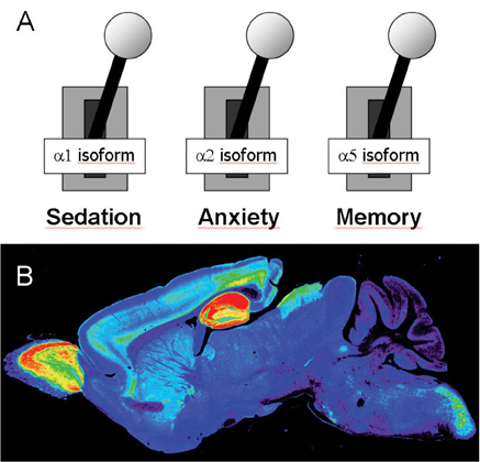 Figure3: (A) The separation of benzodiazepine actions through distinct GABAA receptor subtypes indicates different physiological functions of these receptor isoforms, promoting the design of drugs specifically modulating selected=