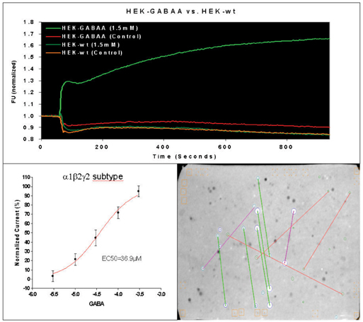 Figure 4: (A) The FLIPR traces of typical measurements with wildtype HEK 293 cells and HEK 293 cells expressing GABAA receptors are presented. The average of baseline before drug or buffer addition (controls) was used for the normalization of traces. (B) The established EC50 value for GABA was 36.9µM. (C) The micro-array compound screening (µARCS) technology is an UHTS assay. Cells are casted into an agarose gel in the presence of the FMP-dye. Then, the agarose gel is brought into contact with an array of drugs spotted on ChemCards (Trademark of Biofocus DPI). A ChemCard holds approximately 5000 substances in duplicate and corresponds to the size of standard micro titer plates. Upon diffusion of drugs into gel, local changes of the membrane potential are caused by agonists and visualized as distinct spots by means of a CCD-based fluorescence reader.