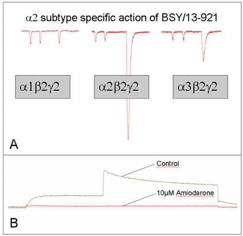 Figure 5: (A) Representative current traces of a subtype specific ligand are outlined. First two submaximal applications of the neurotransmitter GABA (approximately GABA EC5) evoke inward chloride currents. Subsequently, a coapplication of GABA and BSY/13-921 was perfused to patch-clamped cell. In cells expressing the a2b2g2 subtype, a large stimulation of GABA activity was observed, whereas at the other subtypes tested, the stimulatory effect by BSY/13-921 was much less pronounced. (B) The interaction of Amiodarone with the HERG potassium channel is shown. Amiodarone almost completely blocks the HERG channel (according to Waldhauser et al. 2006).