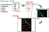 Figure 6: Concept of image converter. By clicking on link (file) or well in plate directly, user can browse in web interface slices and metadata extracted on fly from original microscope file format