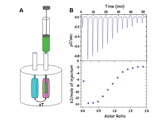 Figure 1: A. Schematic of isothermal titration calorimeter. Two cells are held in an adiabatic jacket which is set at a temperature below the experimental temperature. The blue cell is a reference cell. The pink cell is the reaction cell. Injections of one component are made via the syringe into the other component. Heat change is measured with respect to the reference cell. The change in heat is compensated for by increasing (endothermic) or decreasing (exothermic) the power into the reaction cell. These power changes are recorded as shown in B. B. Top panel shows raw data for 13 injections showing power versus time. Lower panel shows integrated raw data. As more injections are made the heat per injection (the integrated power with respect to time) becomes less as the binding sites become saturated. The first injection is lower volume to remove effects of dissolution. For experimental details see ref. 4