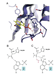 Figure 2: A Ribbon representation of the pY binding site (purple). Compound 2 (stick representation) is modelled into this site. Hydrogen bonds are shown as dotted lines. B and C show schematic representations of the ligand modelled into the pY binding site (shown above) highlighting potential novel hydrogen bonds either directly to A an histidine residue or B by mediation by a water molecule.