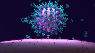 3D illustration of monoclonal antibodies bound to SARS-CoV-2 Spike proteins and neutralising the virus - preventing it from entering human cells through the interaction with the ACE2 receptor